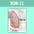 Плакат «Рак легких» (ЗОЖ-21, ламинир. бумага, A2, 1 лист)